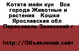 Котята мейн кун - Все города Животные и растения » Кошки   . Ярославская обл.,Переславль-Залесский г.